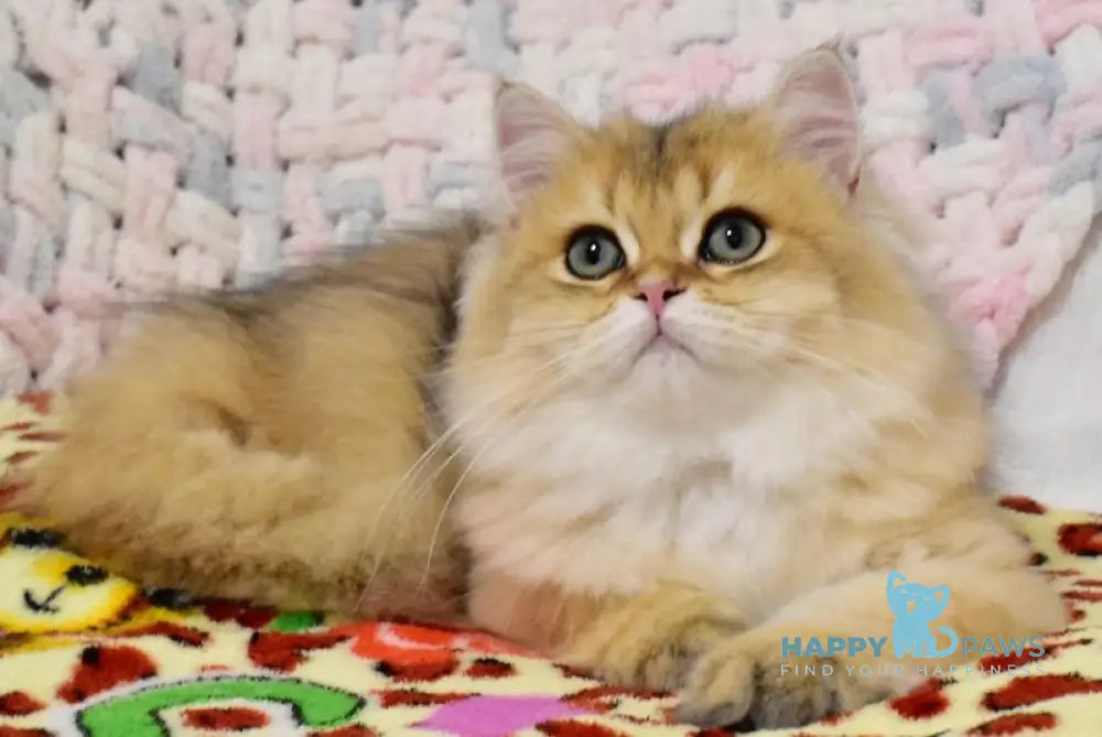 Twix British Longhair Male Black Golden Shaded Live Animals