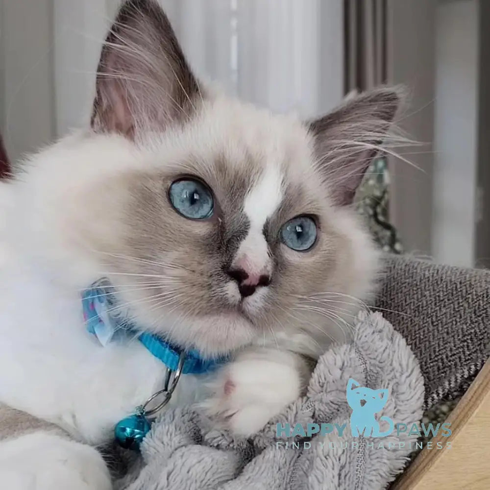 Ugo Ragdoll Male Seal Mitted Live Animals