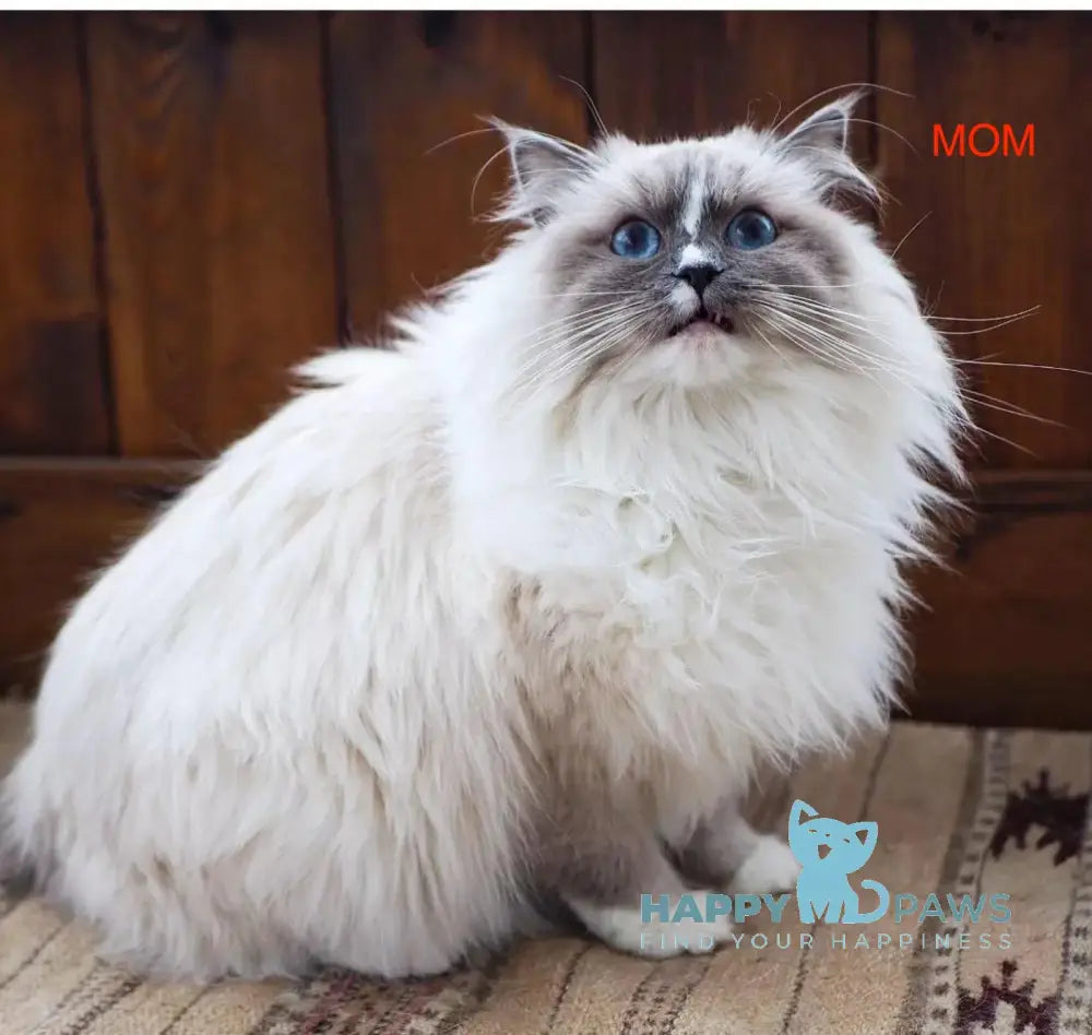 Ugo Ragdoll Male Seal Mitted Live Animals