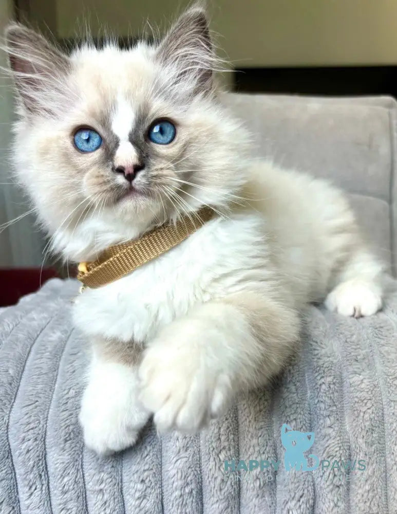 Ugo Ragdoll Male Seal Mitted Live Animals