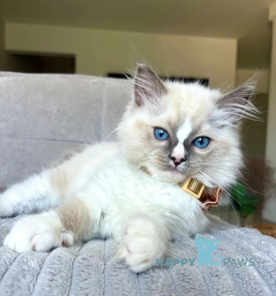 Ugo Ragdoll Male Seal Mitted Live Animals