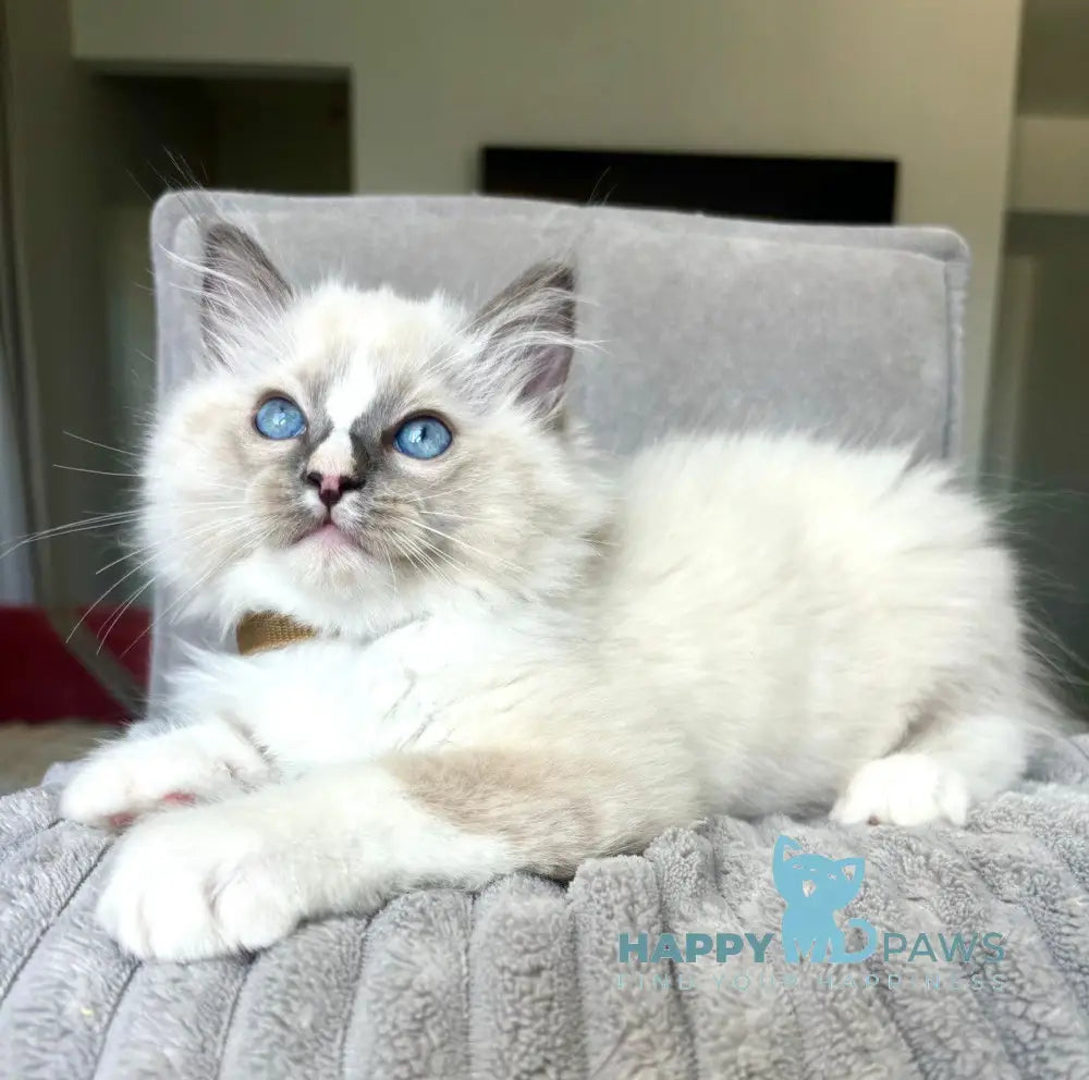 Ugo Ragdoll Male Seal Mitted Live Animals