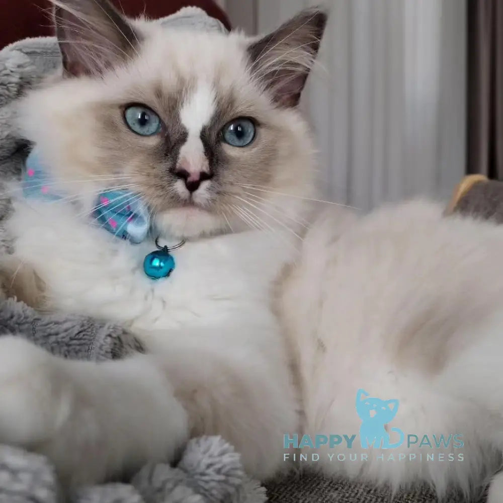 Ugo Ragdoll Male Seal Mitted Live Animals