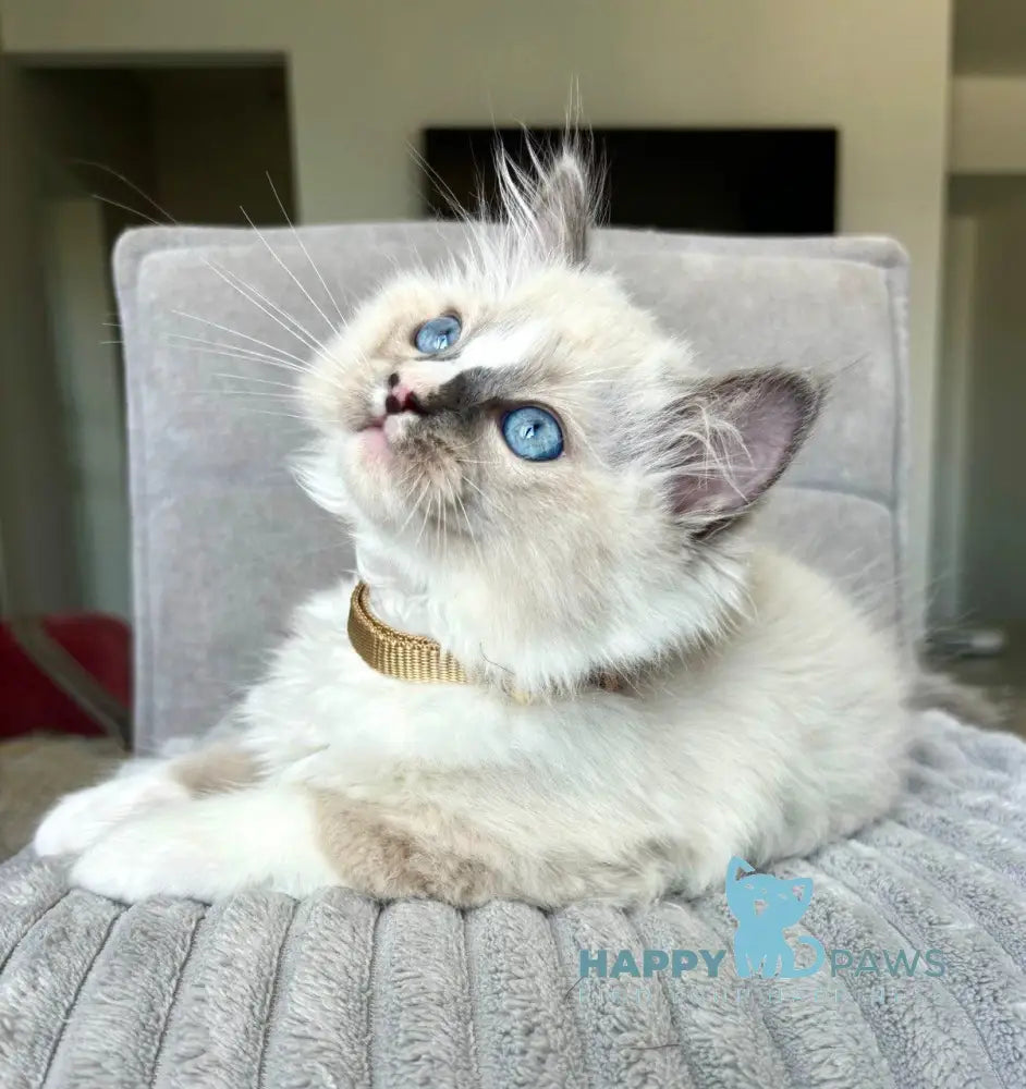 Ugo Ragdoll Male Seal Mitted Live Animals