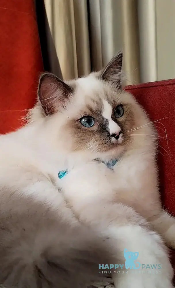 Ugo Ragdoll Male Seal Mitted Live Animals