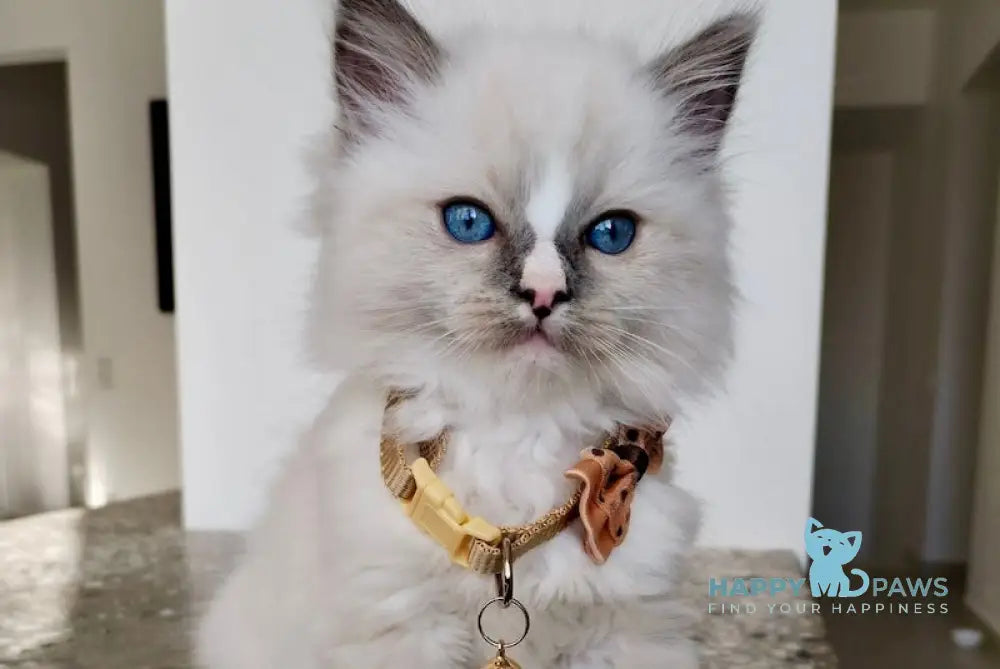 Ugo Ragdoll Male Seal Mitted Live Animals