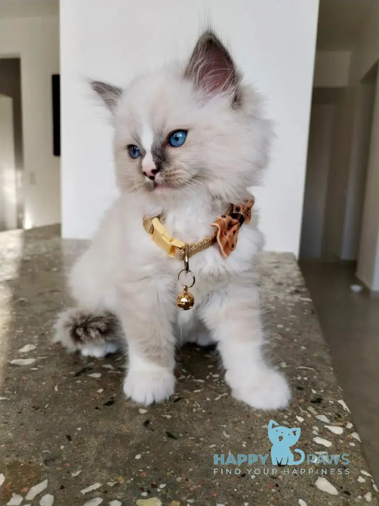 Ugo Ragdoll Male Seal Mitted Live Animals