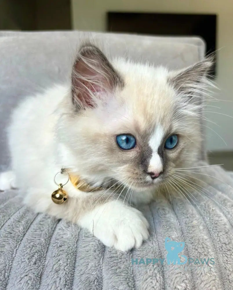 Ugo Ragdoll Male Seal Mitted Live Animals