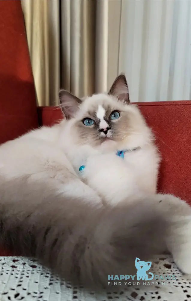 Ugo Ragdoll Male Seal Mitted Live Animals