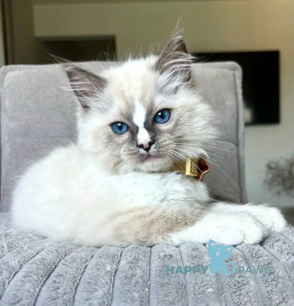 Ugo Ragdoll Male Seal Mitted Live Animals