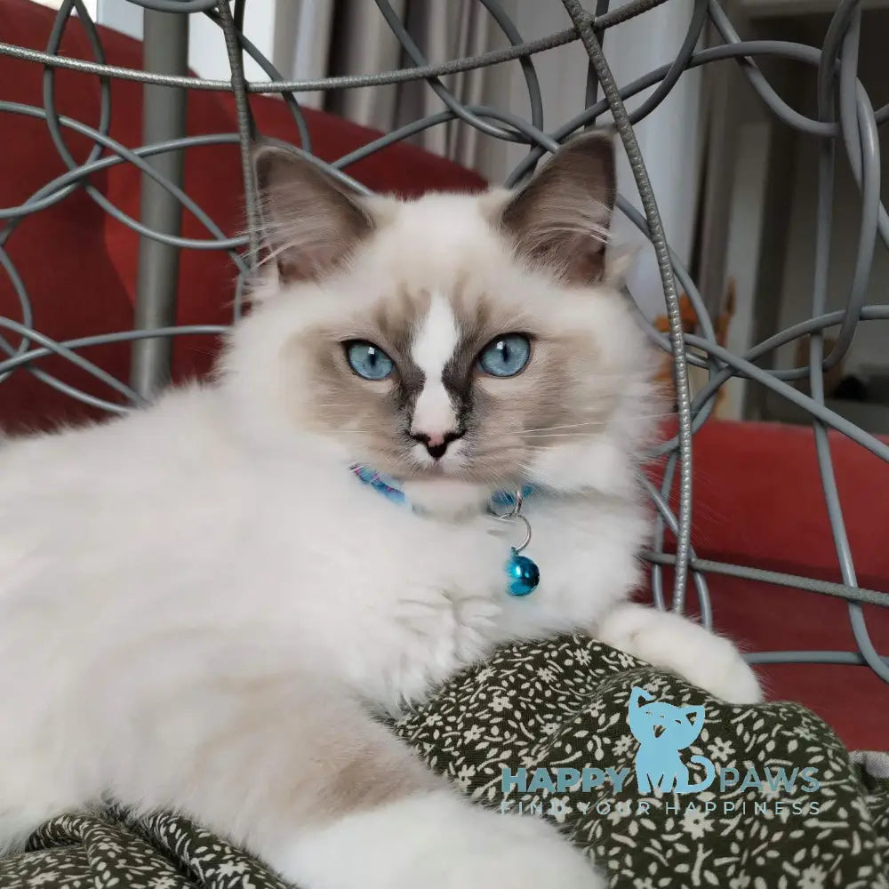 Ugo Ragdoll Male Seal Mitted Live Animals