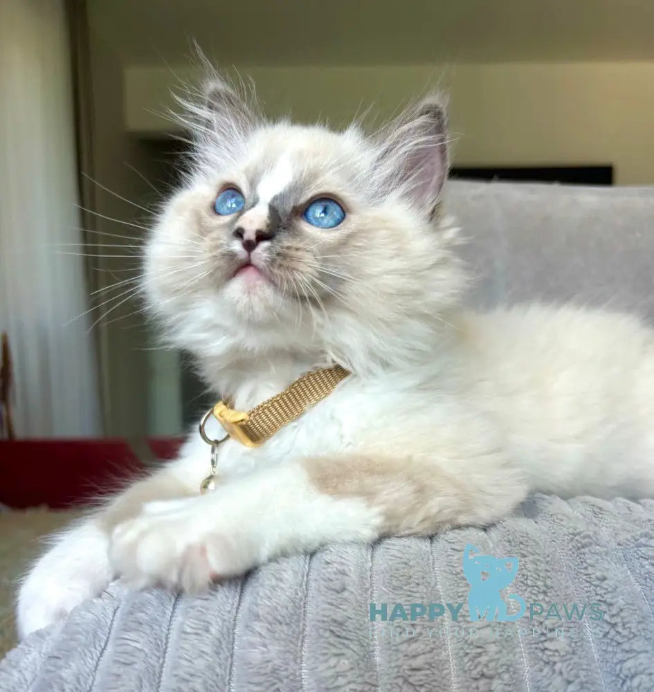 Ugo Ragdoll Male Seal Mitted Live Animals