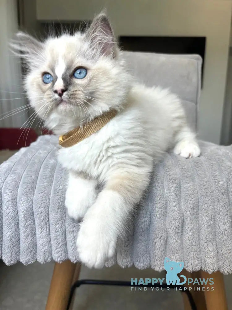 Ugo Ragdoll Male Seal Mitted Live Animals