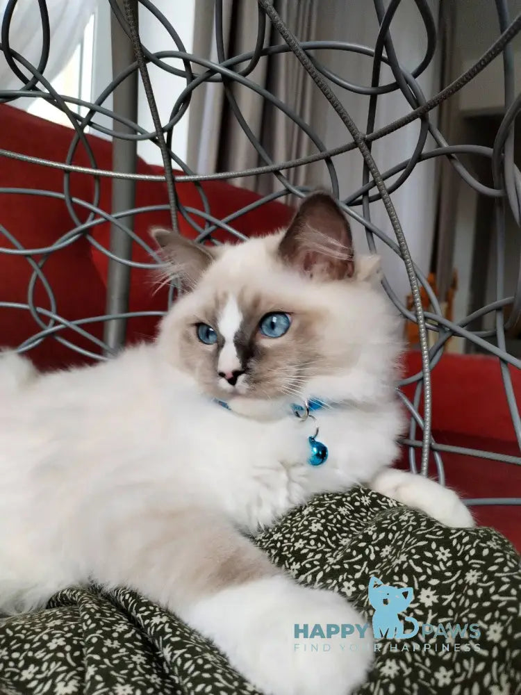 Ugo Ragdoll Male Seal Mitted Live Animals