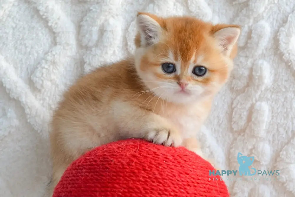 Ukko British Shorthair male black golden shaded live animals