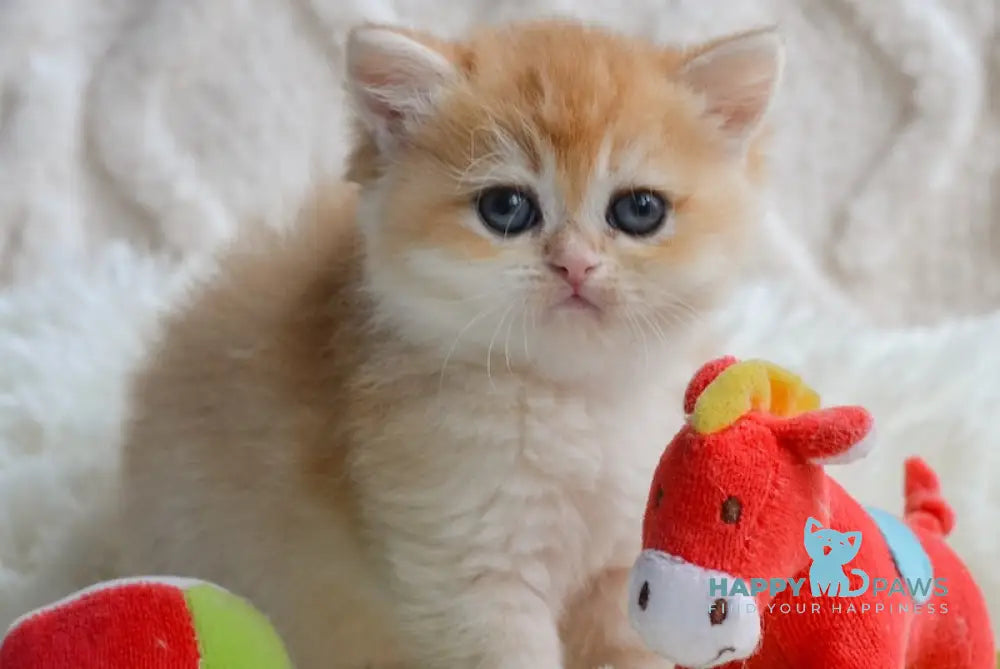 Ulan British Shorthair male black golden chinchilla live animals