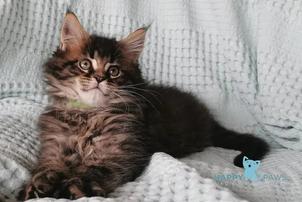 Ulf Maine Coon Male Black Tabby Live Animals