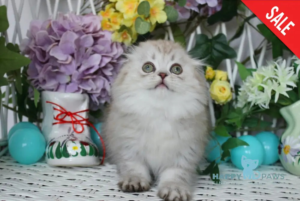 Uliss Scottish Fold Male Chocolate Silver Shaded Live Animals