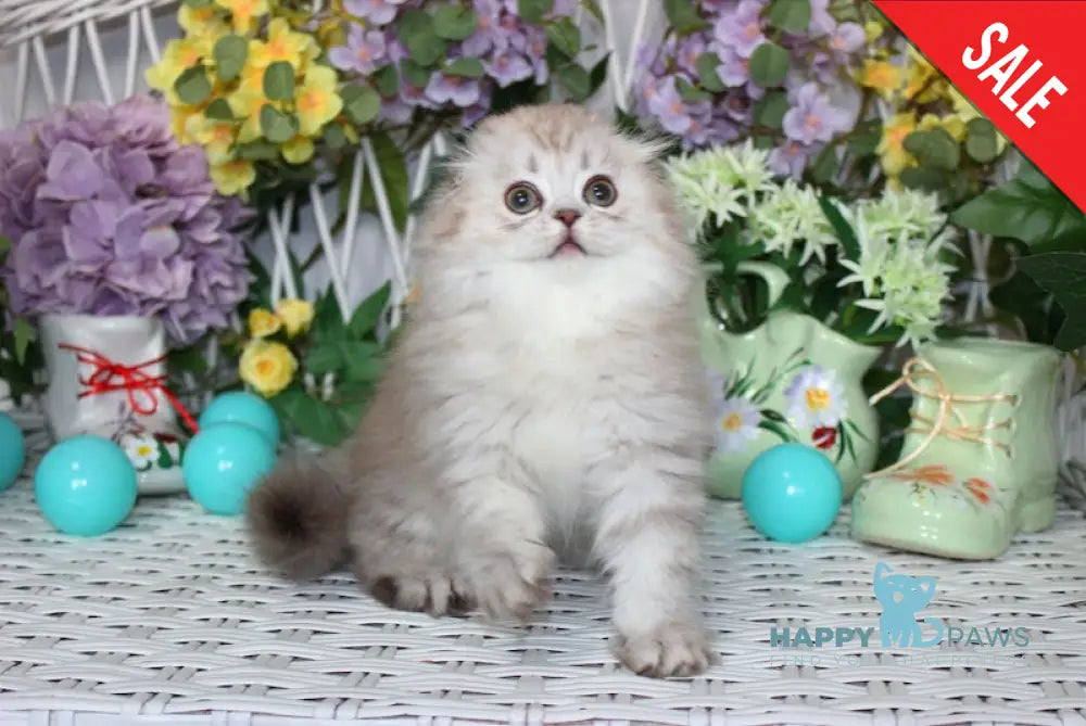 Uliss Scottish Fold Male Chocolate Silver Shaded Live Animals