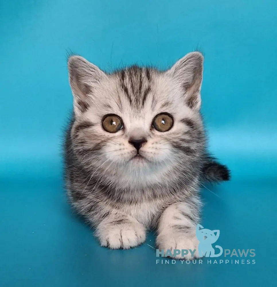 Ulya Scottish Straight Female Black Silver Tabby Live Animals