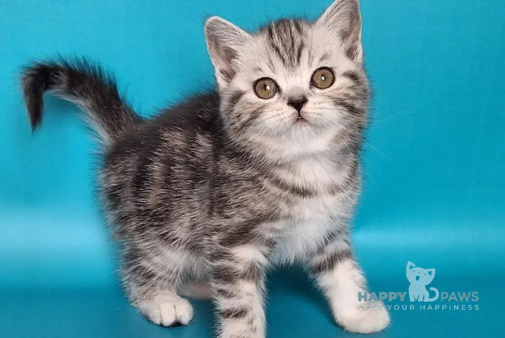 Ulya Scottish Straight Female Black Silver Tabby Live Animals