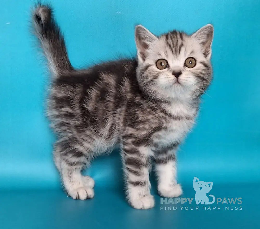 Ulya Scottish Straight Female Black Silver Tabby Live Animals