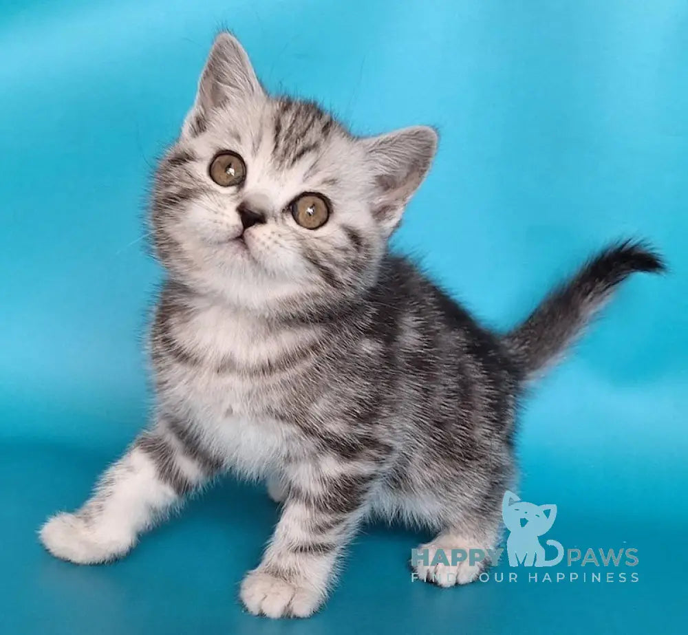 Ulya Scottish Straight Female Black Silver Tabby Live Animals