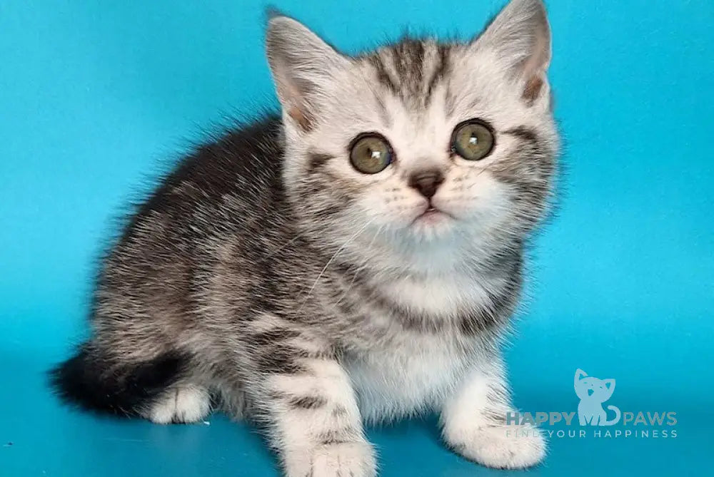 Uma Scottish Straight Female Black Silver Tabby Live Animals