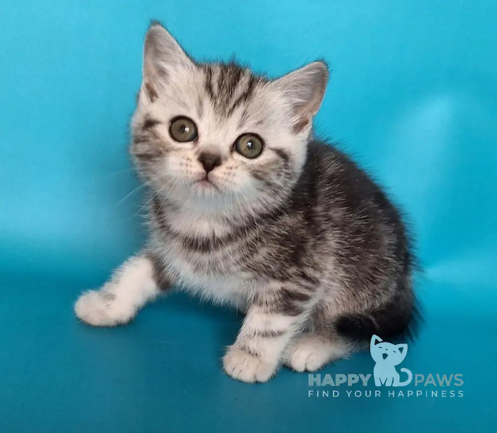 Uma Scottish Straight Female Black Silver Tabby Live Animals