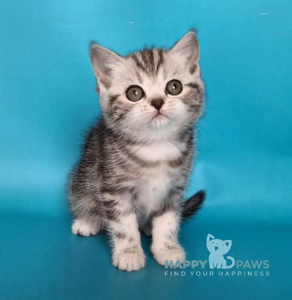 Uma Scottish Straight Female Black Silver Tabby Live Animals