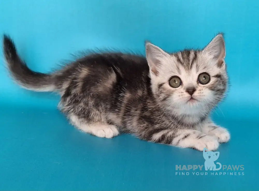 Uma Scottish Straight Female Black Silver Tabby Live Animals