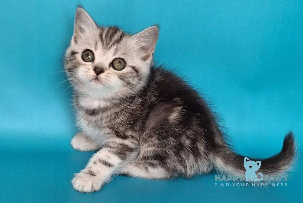 Uma Scottish Straight Female Black Silver Tabby Live Animals