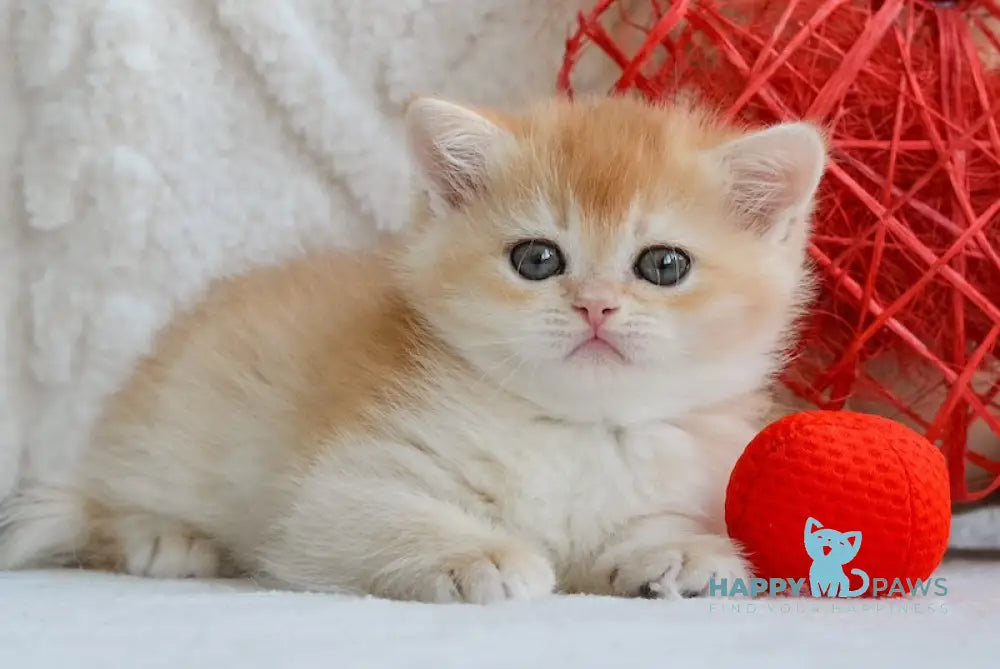 Umber British Shorthair male black golden chinchilla live animals