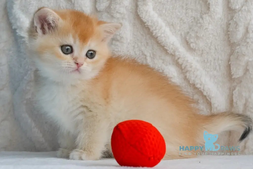 Umber British Shorthair male black golden chinchilla live animals