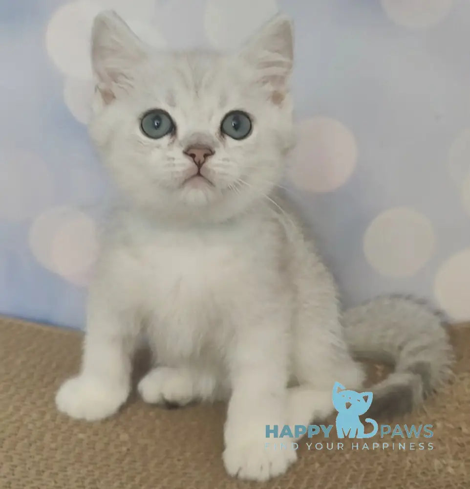 Umka British Shorthair Male Black Silver Shaded Live Animals