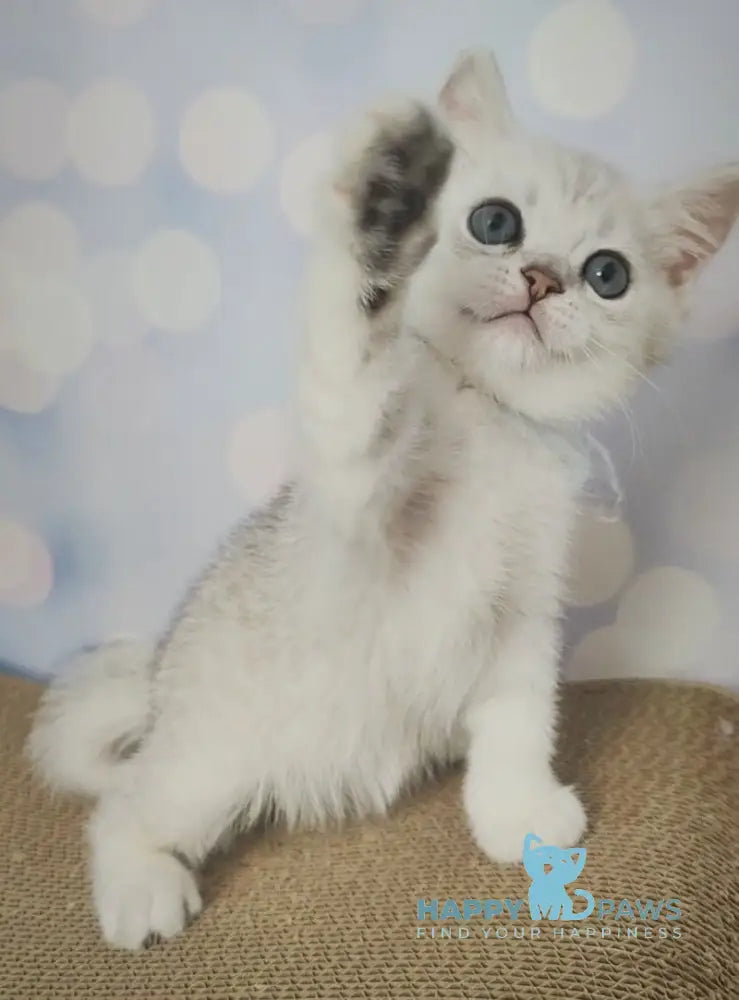 Umka British Shorthair Male Black Silver Shaded Live Animals