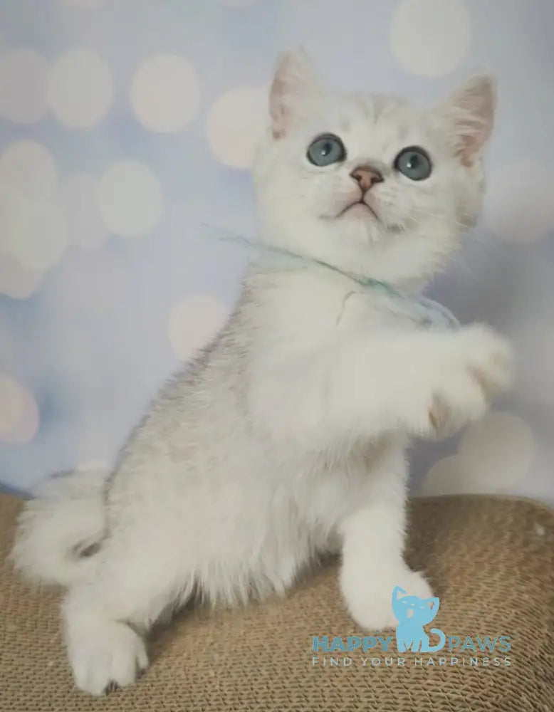 Umka British Shorthair Male Black Silver Shaded Live Animals