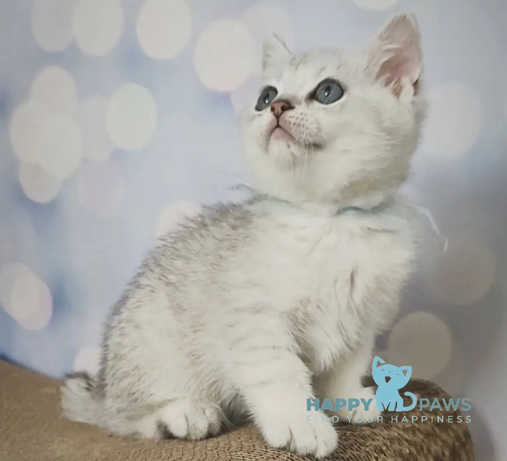 Umka British Shorthair Male Black Silver Shaded Live Animals