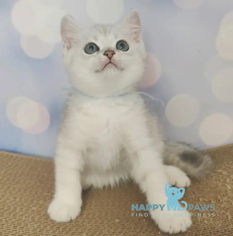 Umka British Shorthair Male Black Silver Shaded Live Animals