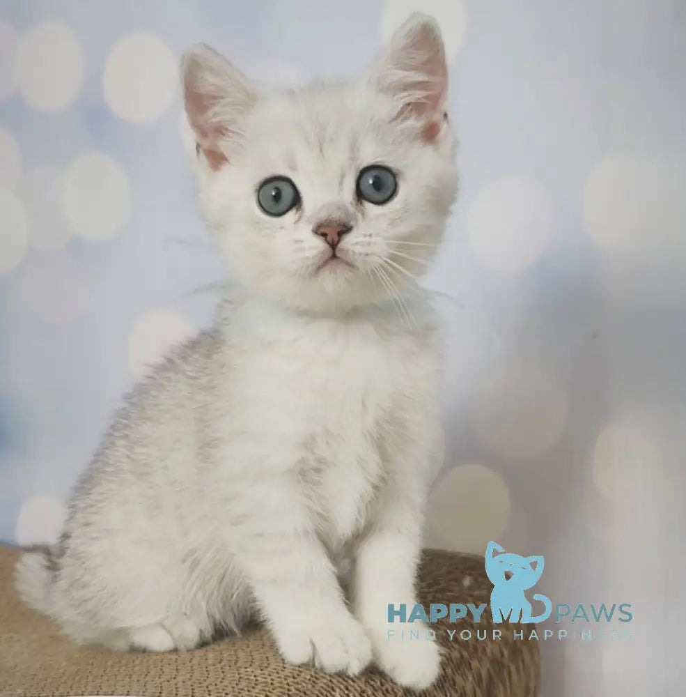 Umka British Shorthair Male Black Silver Shaded Live Animals