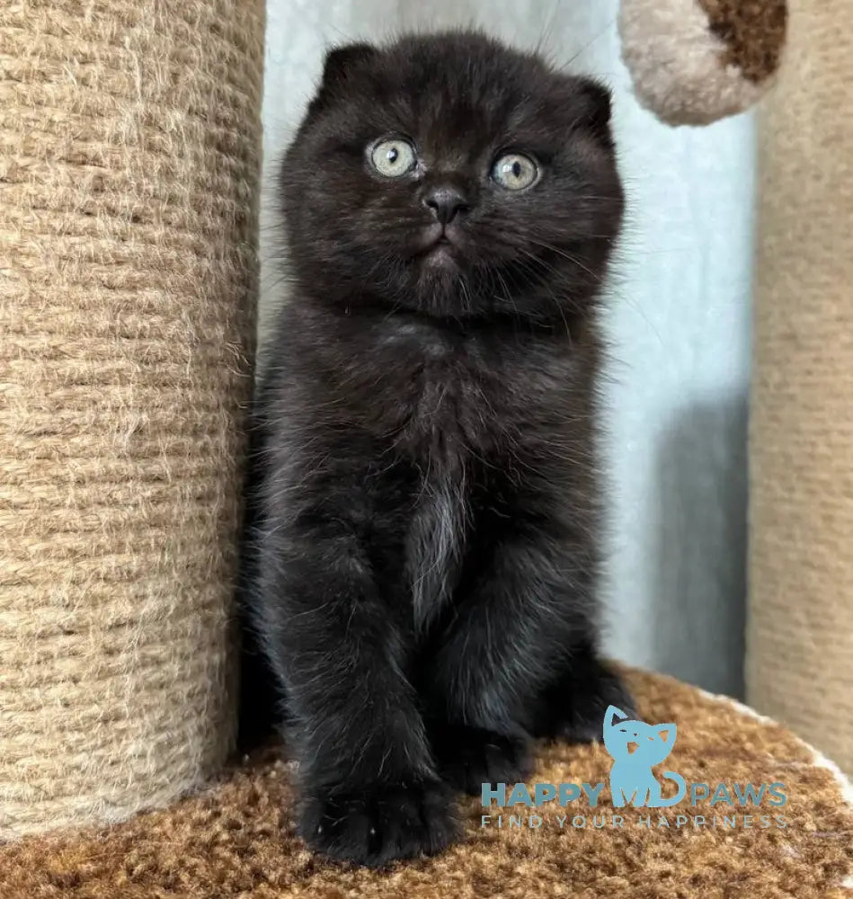 Umka Scottish Fold Male Black Live Animals