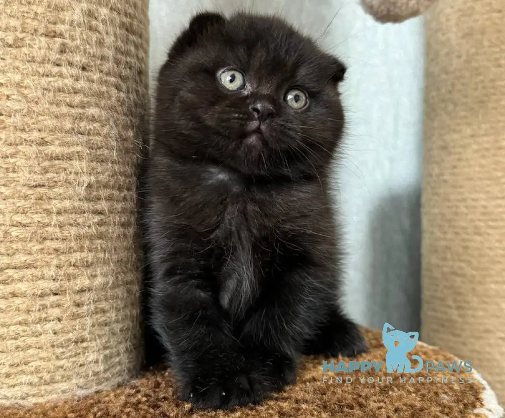 Umka Scottish Fold Male Black Live Animals