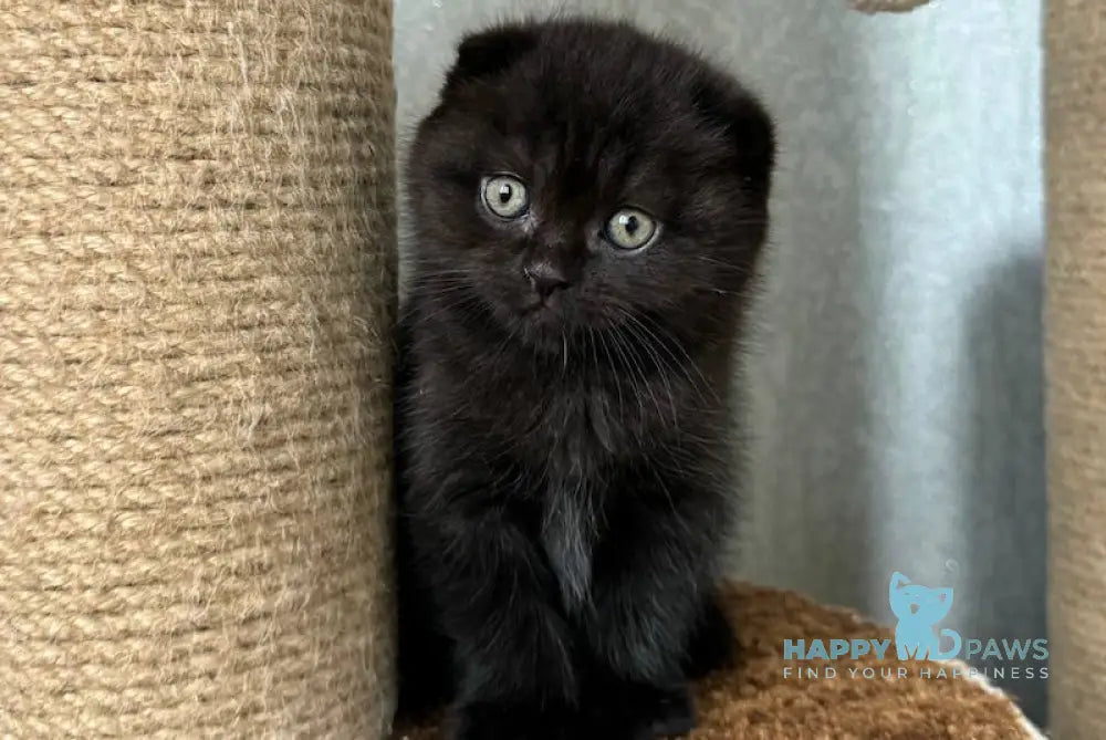 Umka Scottish Fold Male Black Live Animals