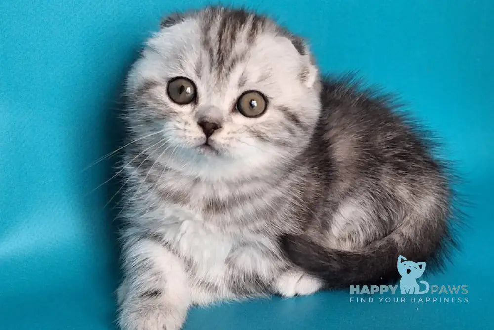 Unika Scottish Fold Female Black Silver Tabby Live Animals