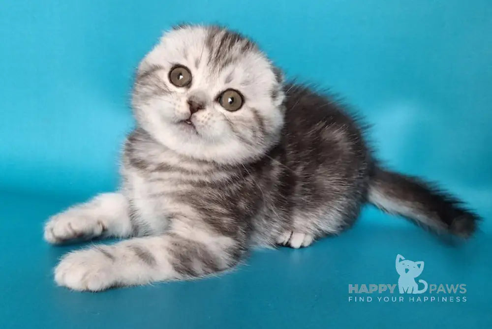 Unika Scottish Fold Female Black Silver Tabby Live Animals