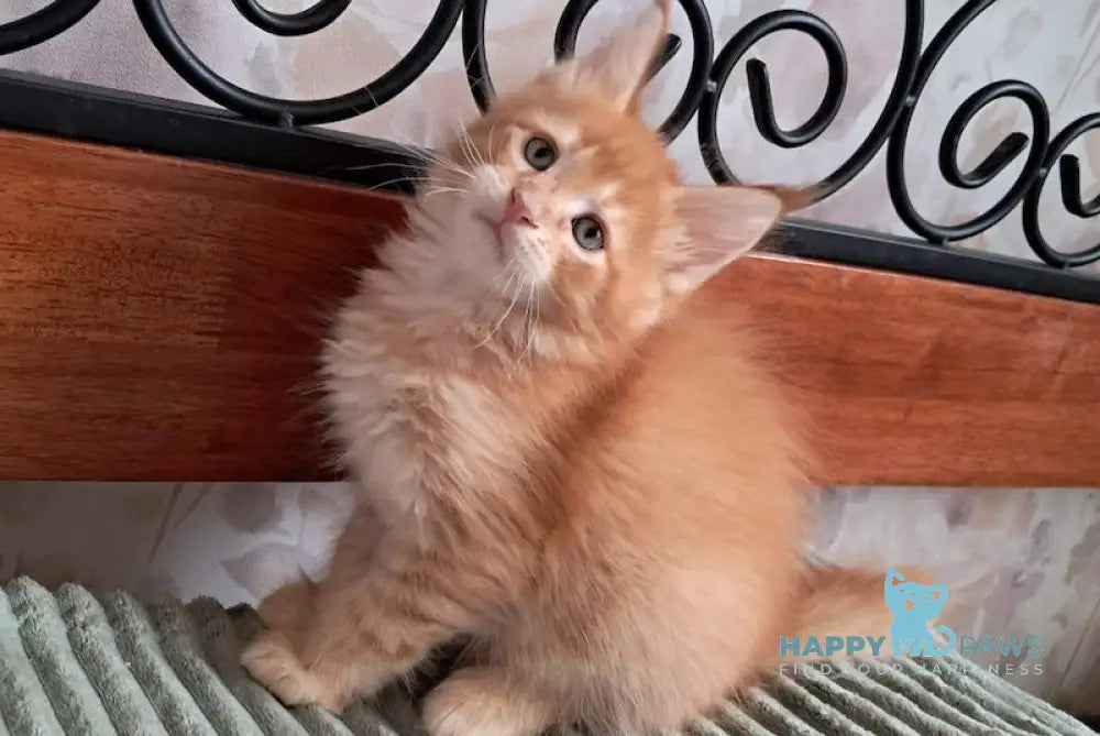 Uniks Maine Coon male red spotted tabby live animals