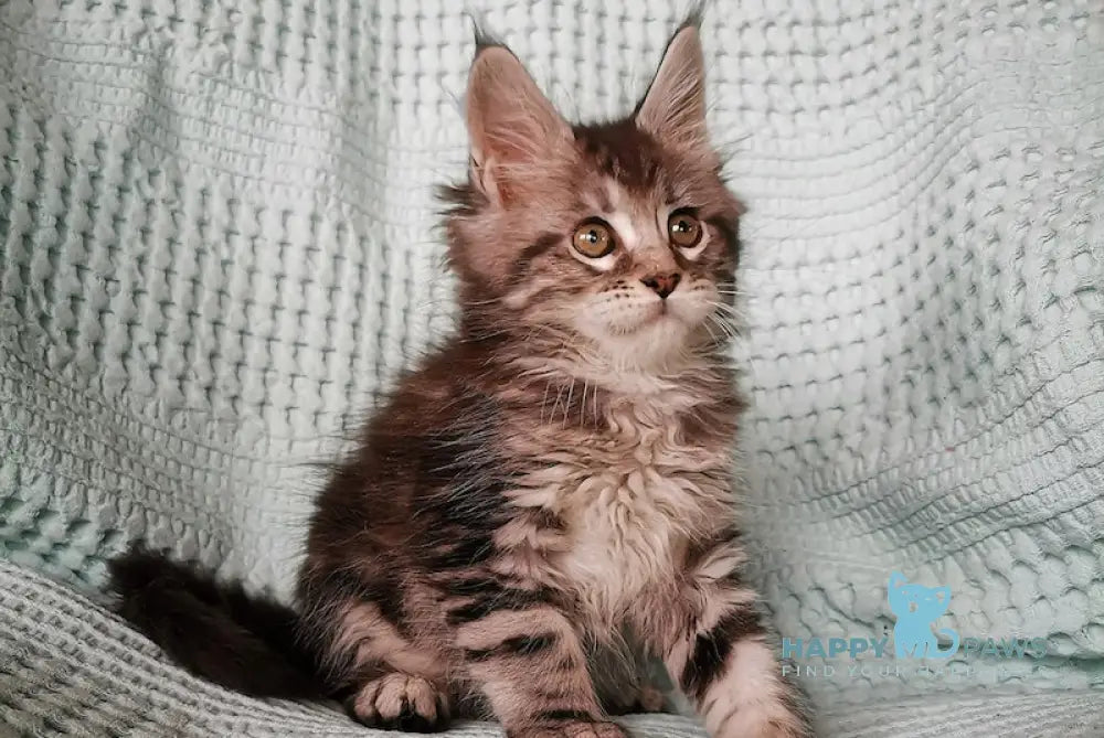 Unity Maine Coon Female Black Silver Tabby Live Animals