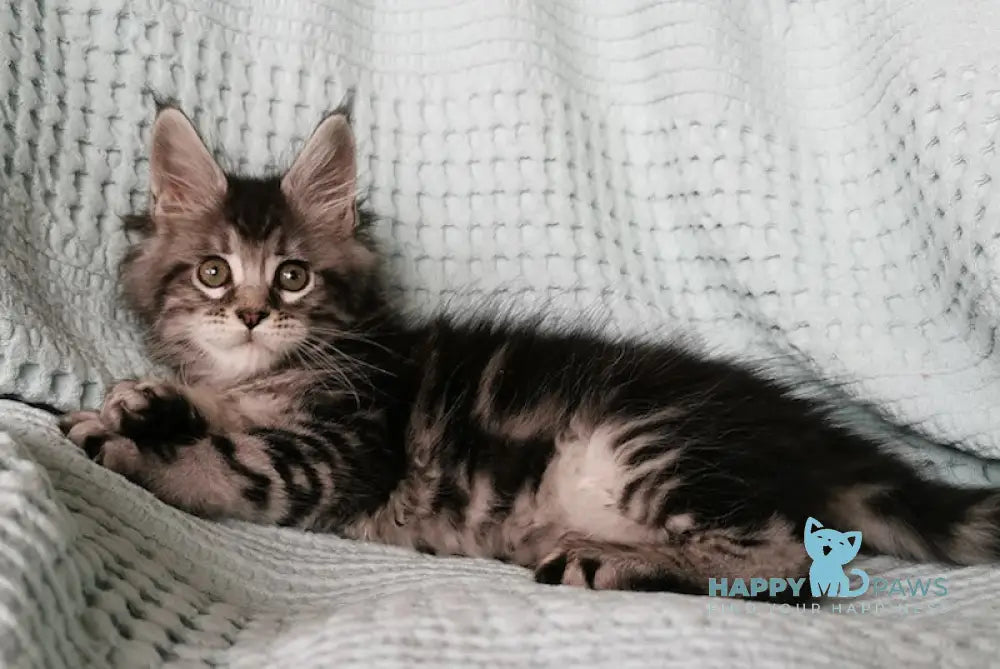 Unity Maine Coon Female Black Silver Tabby Live Animals