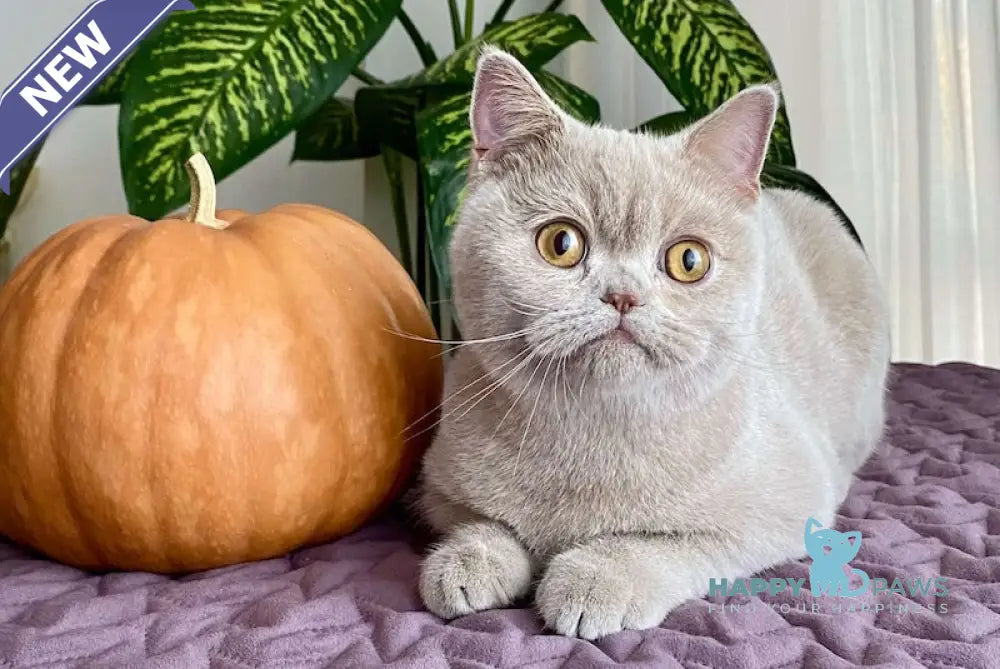 Uoker British Shorthair Male Fawn Live Animals