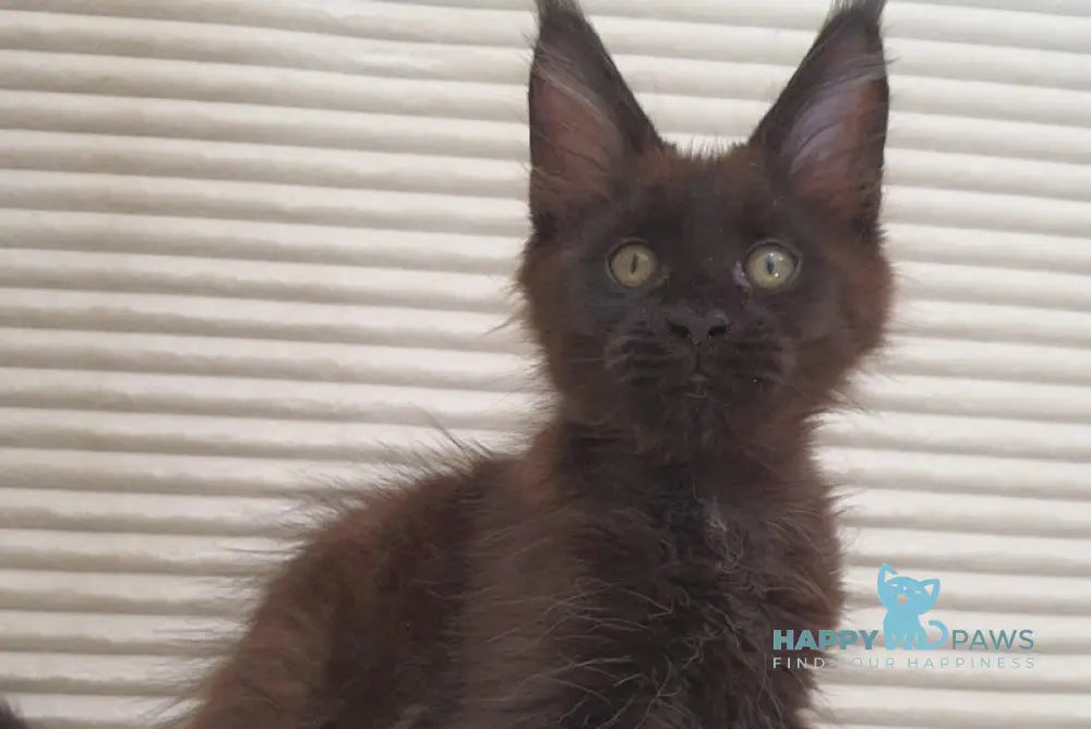 Uoker Maine Coon Male Black Live Animals